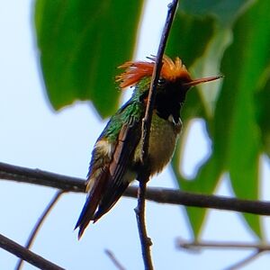 Coquette pailletée