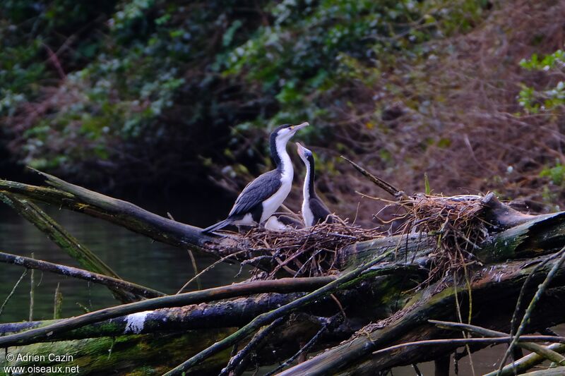 Cormoran varié, Nidification