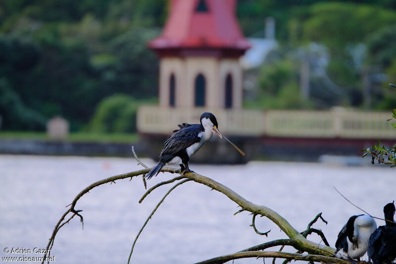 Cormoran variéadulte