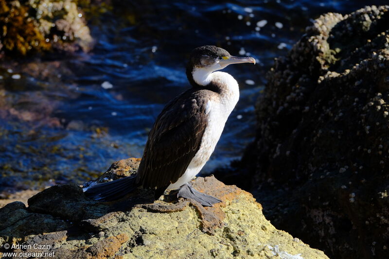 Australian Pied Cormorantsubadult, identification