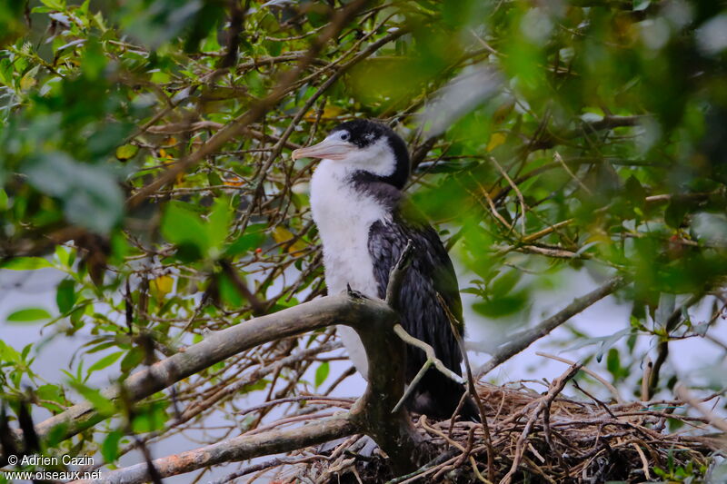 Cormoran variéjuvénile, Nidification