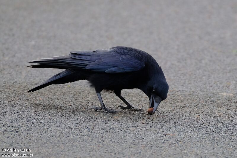 Carrion Crowadult, feeding habits