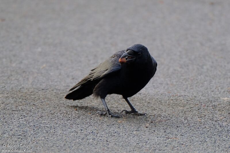 Carrion Crowadult, identification, feeding habits