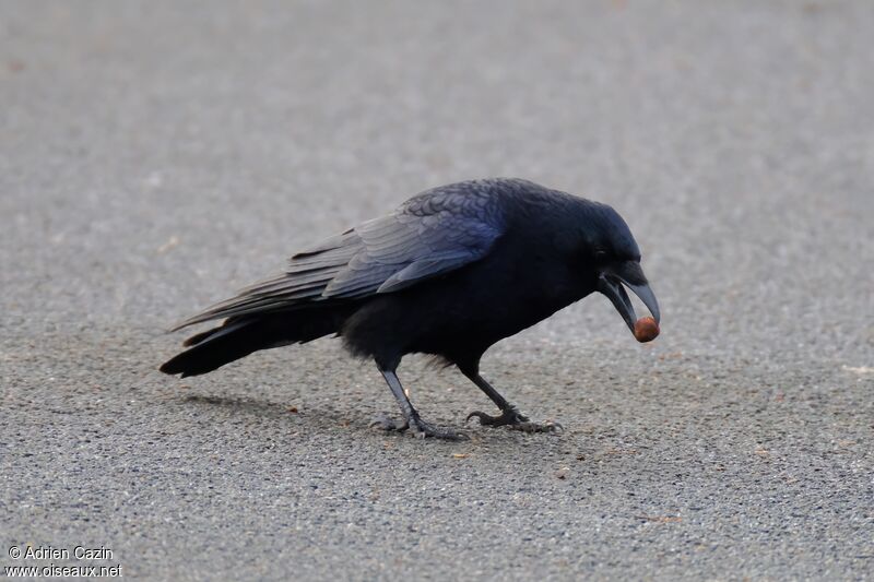 Carrion Crowadult, identification, feeding habits