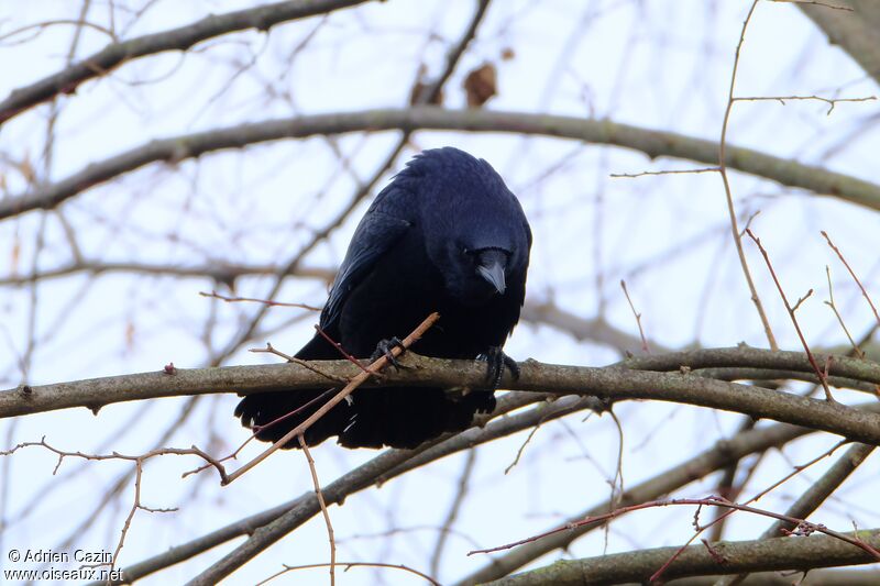 Carrion Crowadult, song