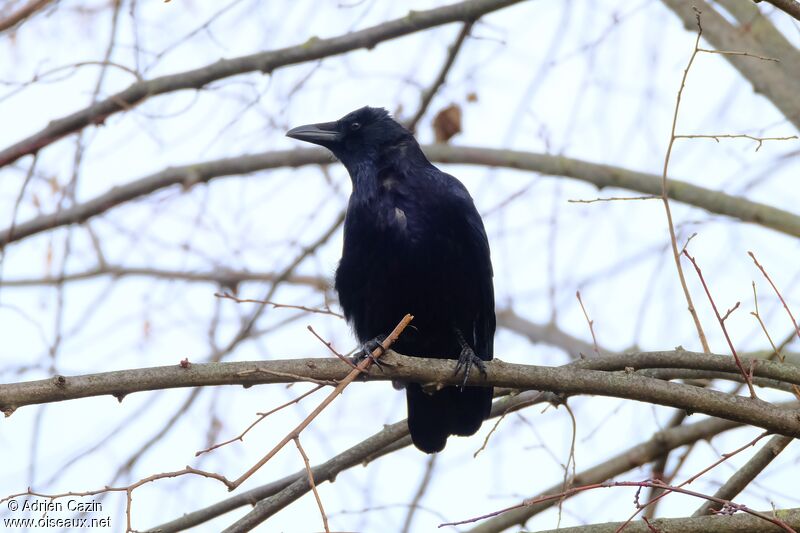 Carrion Crowadult