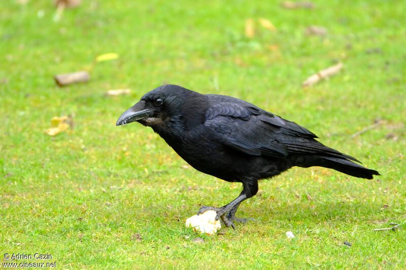 Carrion Crowadult, identification, feeding habits