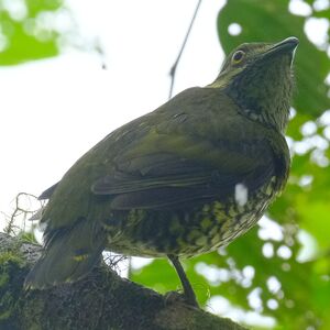 Cotinga écaillé