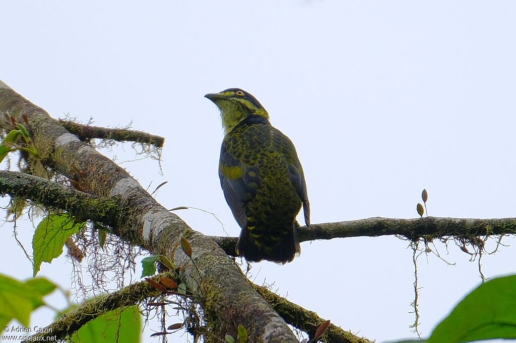 Scaled Fruiteater male adult