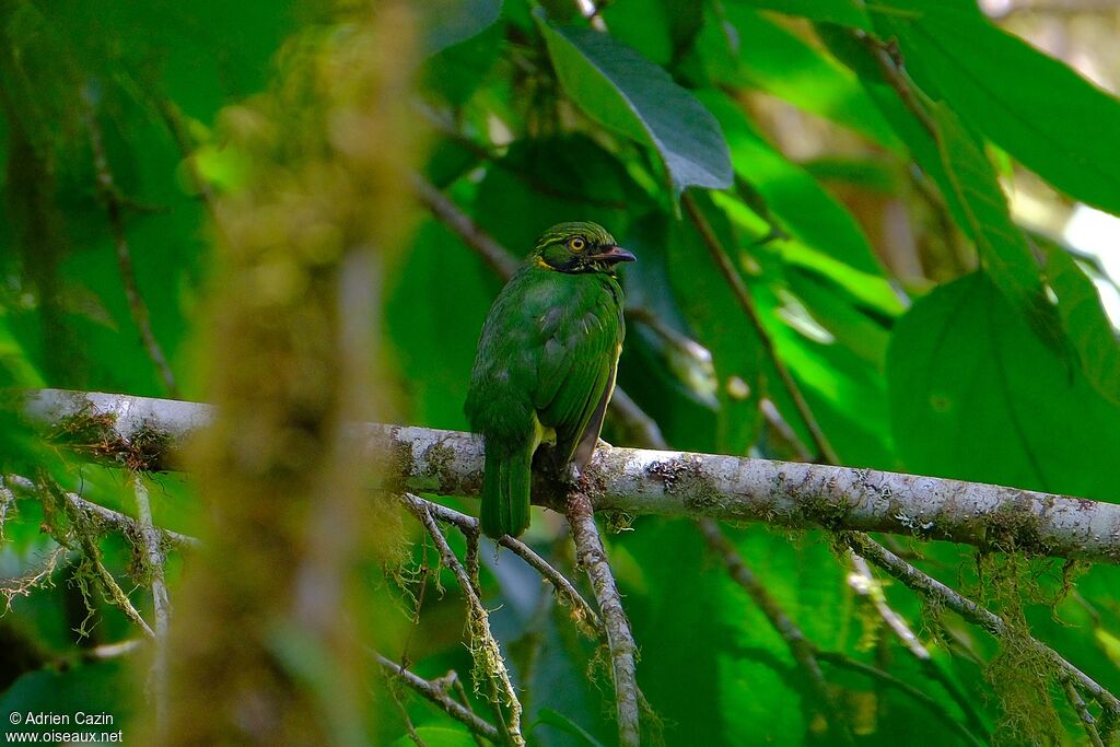 Orange-breasted Fruiteaterjuvenile