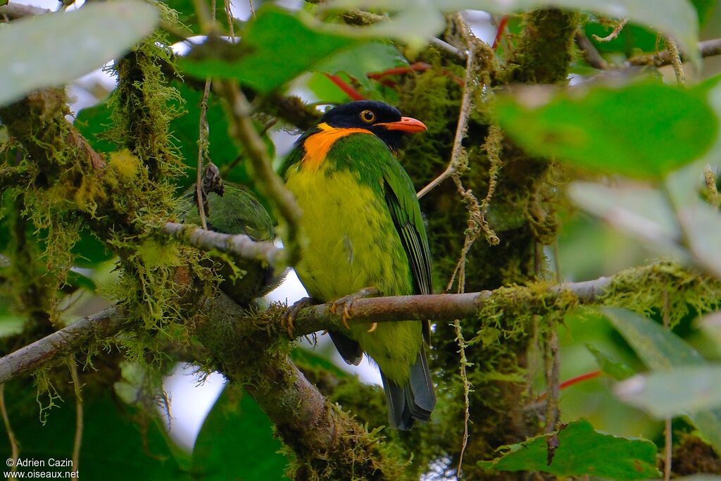 Orange-breasted Fruiteater male adult, identification