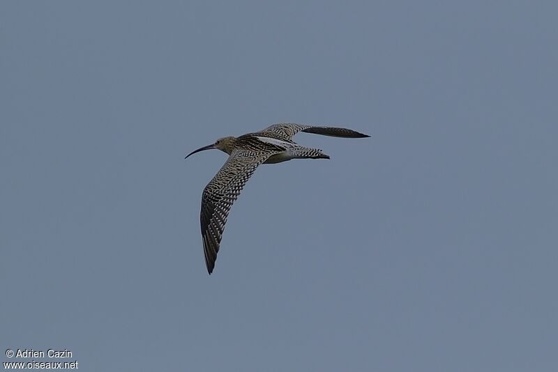 Eurasian Curlewadult, Flight