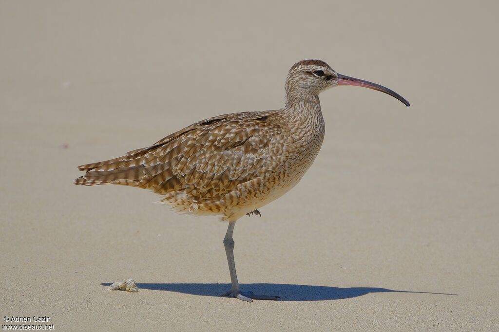Eurasian Whimbreladult, identification