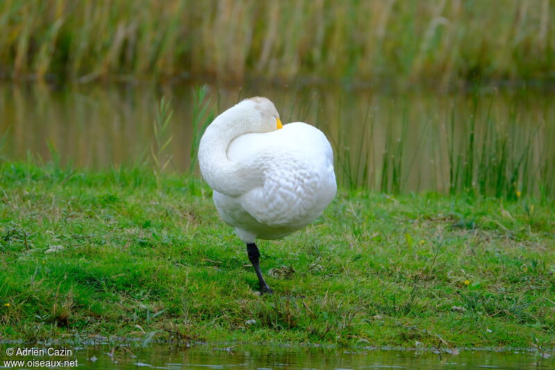 Whooper Swanadult