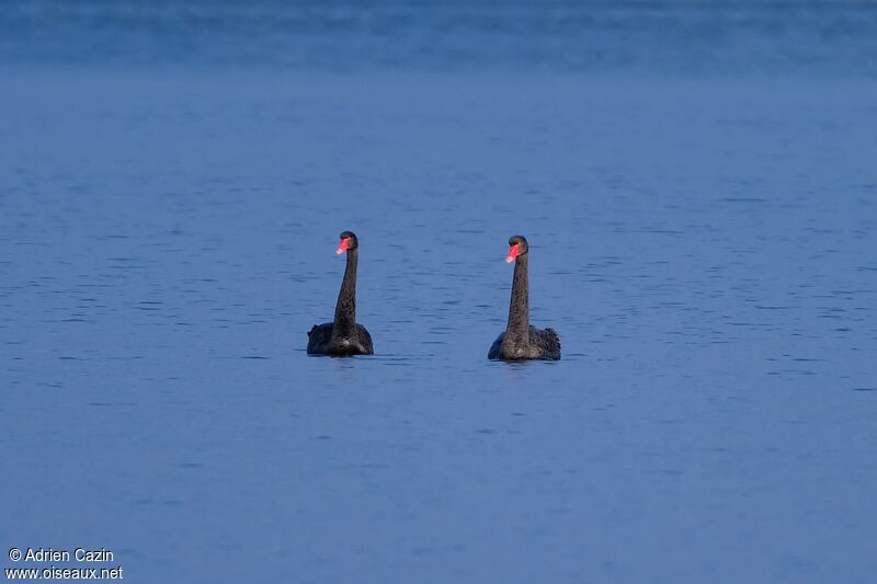 Black Swanadult