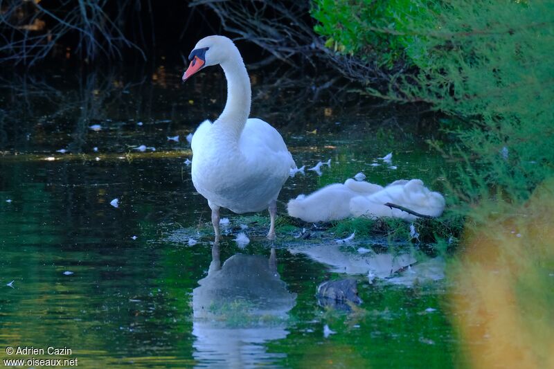 Cygne tuberculé