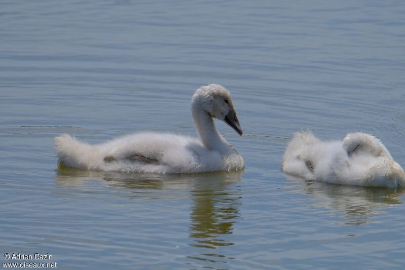 Cygne tuberculéjuvénile, identification