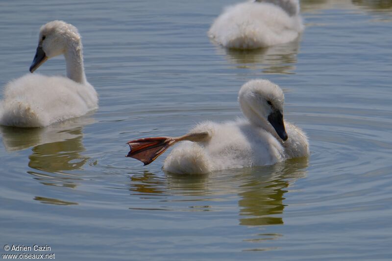 Mute Swanjuvenile, identification