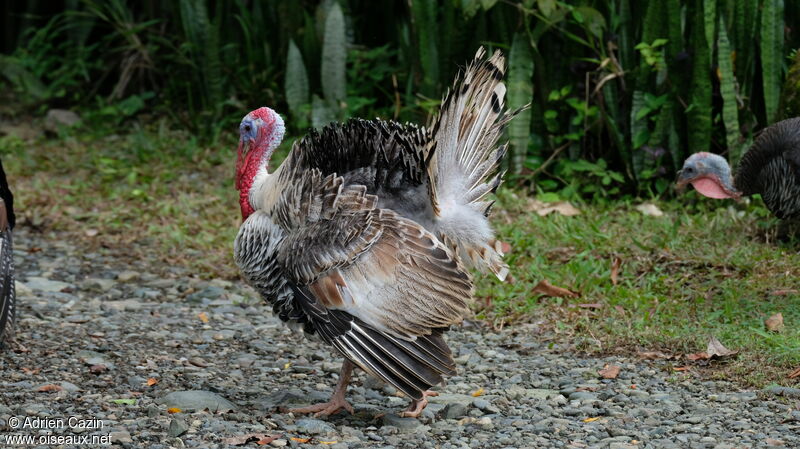 Wild Turkey