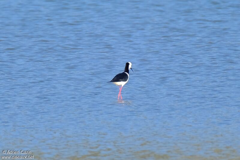 Pied Stilt