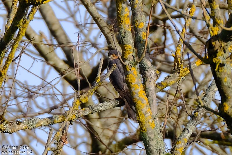 Eurasian Sparrowhawk