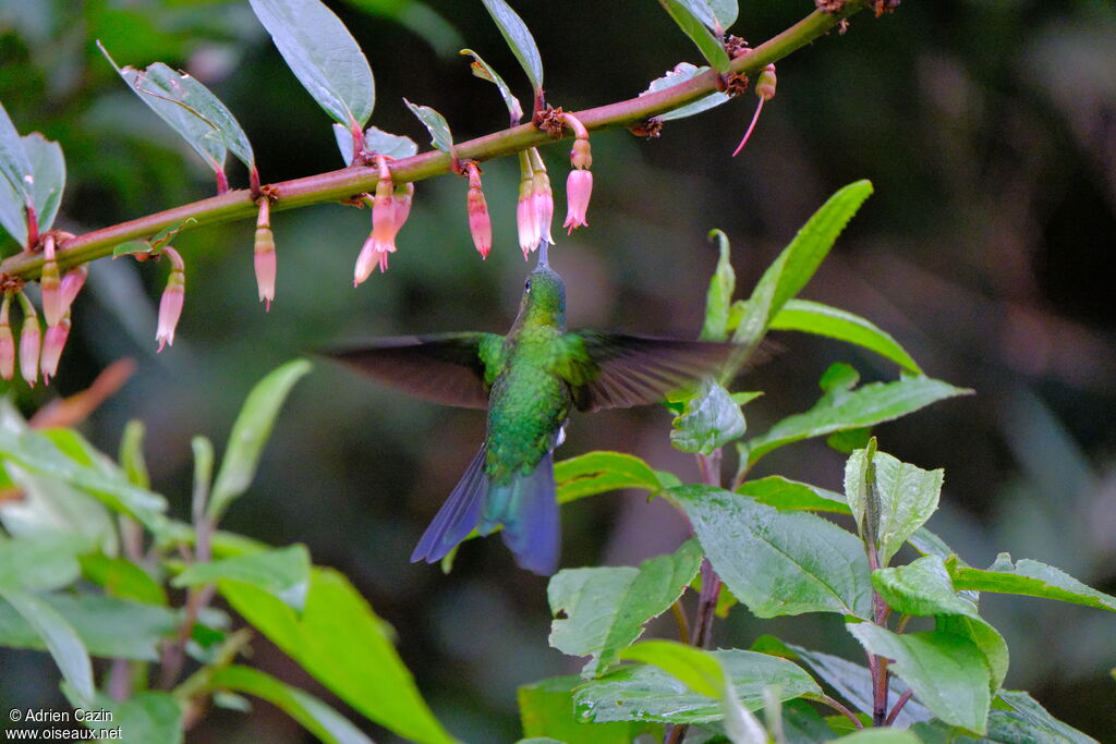 Golden-breasted Puffleg
