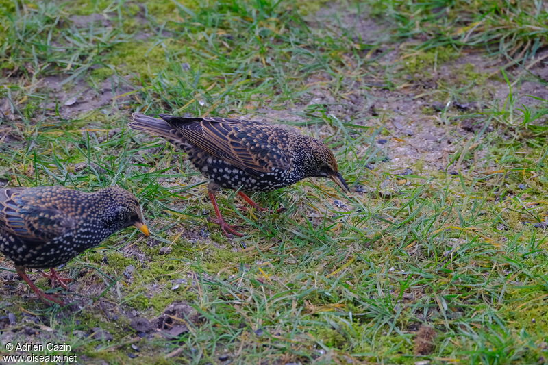 Common Starlingadult post breeding