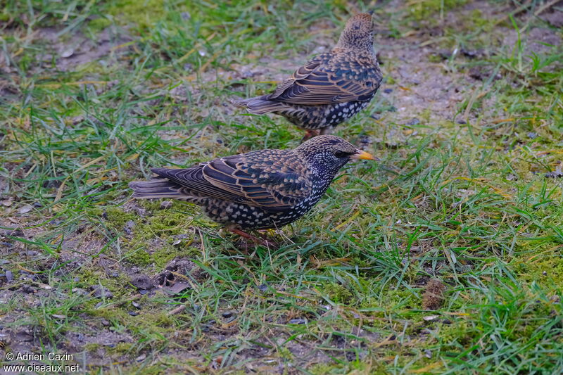 Common Starlingadult breeding