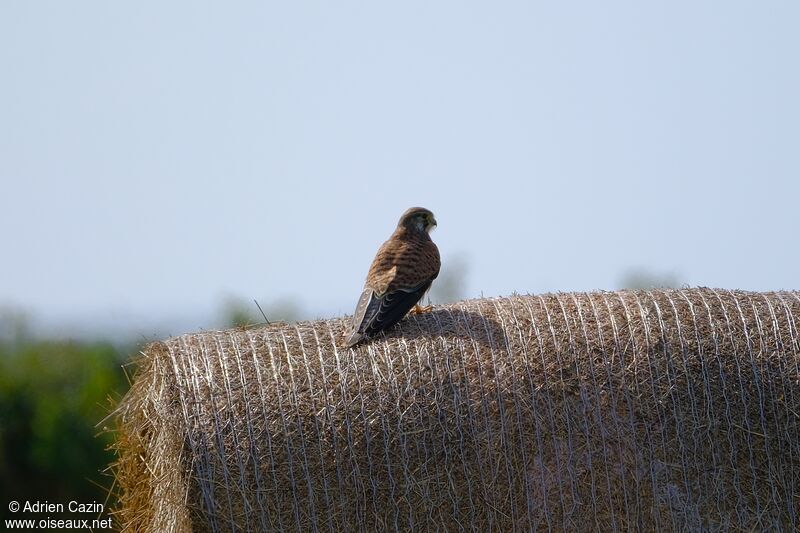 Common Kestrel female adult