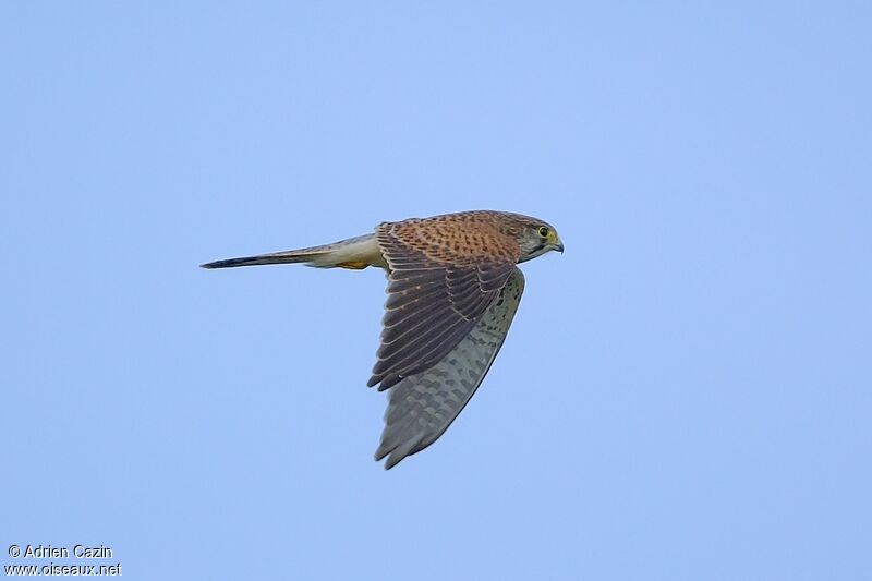 Common Kestrel female adult, Flight