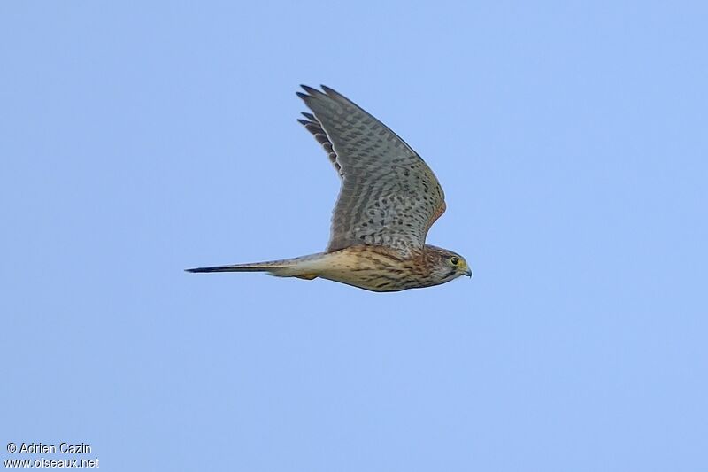 Common Kestrel female adult, Flight