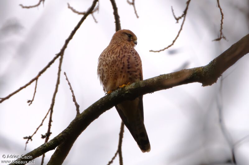 Common Kestrel female adult, identification