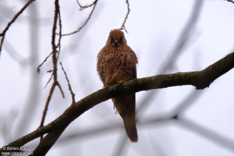 Common Kestrel female adult, identification