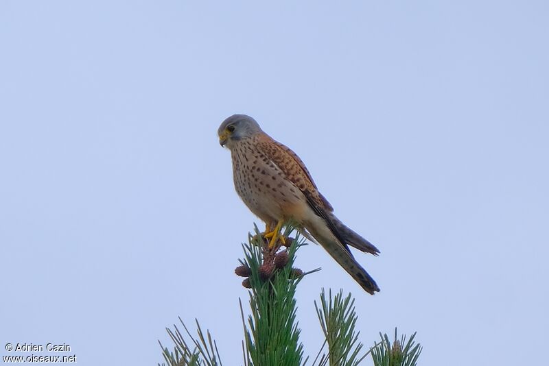 Common Kestrel male adult, identification