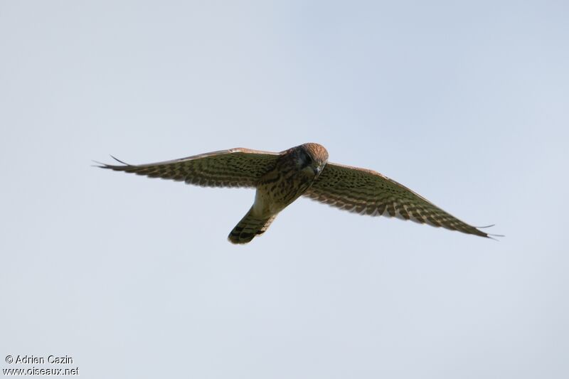 Common Kestrel female adult