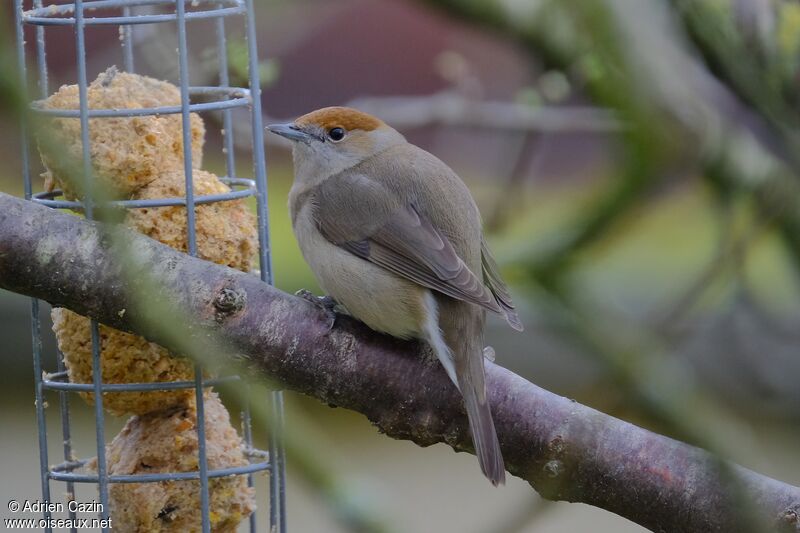 Eurasian Blackcap female adult, identification