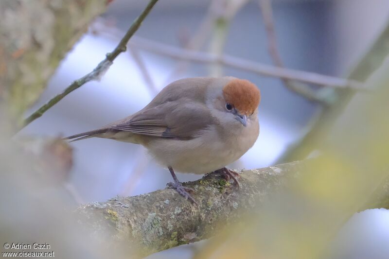 Eurasian Blackcap female adult, identification