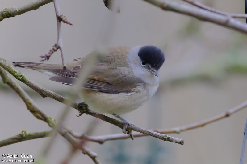 Eurasian Blackcap male adult, identification