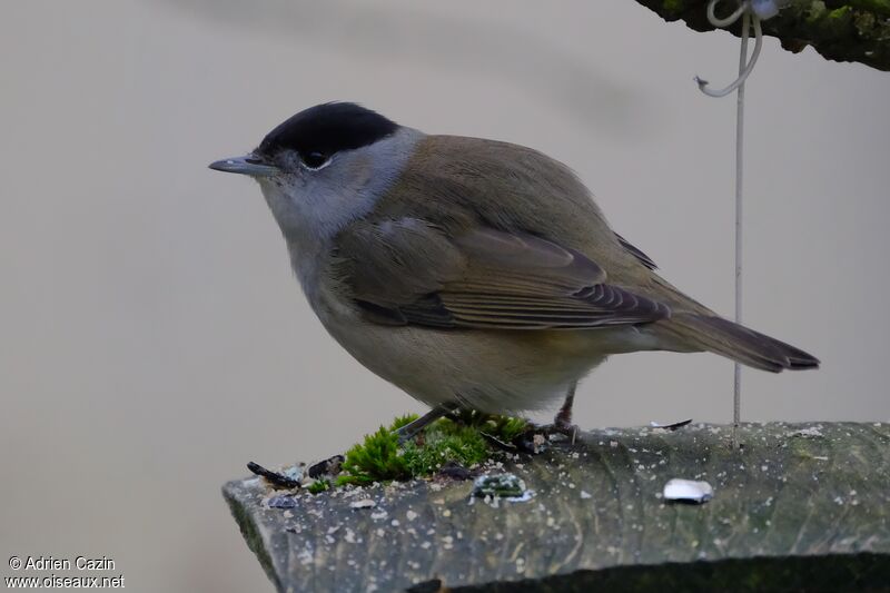 Fauvette à tête noire mâle adulte, identification