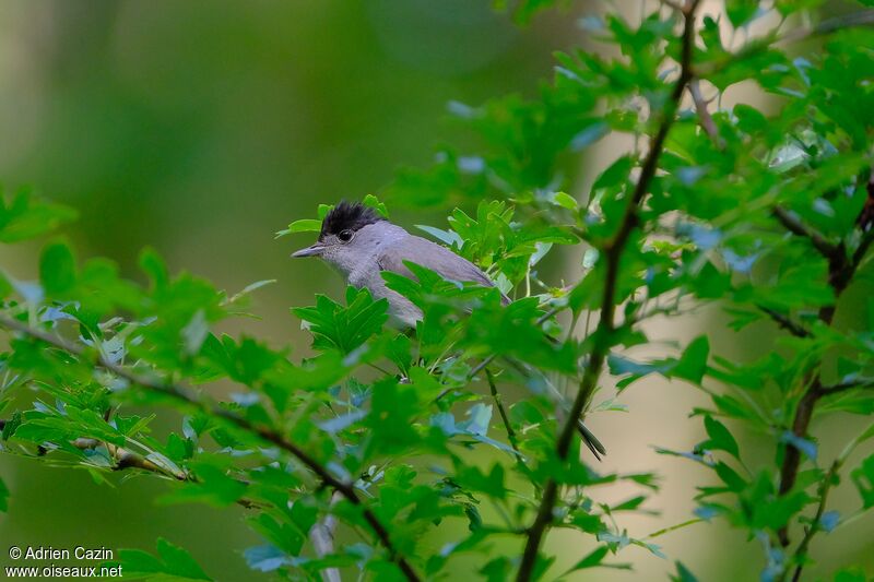 Eurasian Blackcap male adult