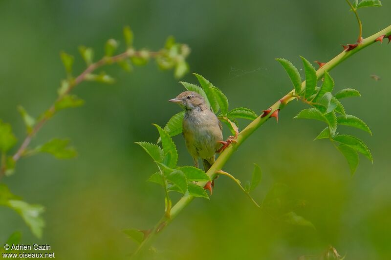 Common Whitethroat