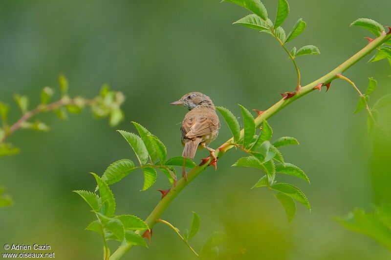 Common Whitethroat