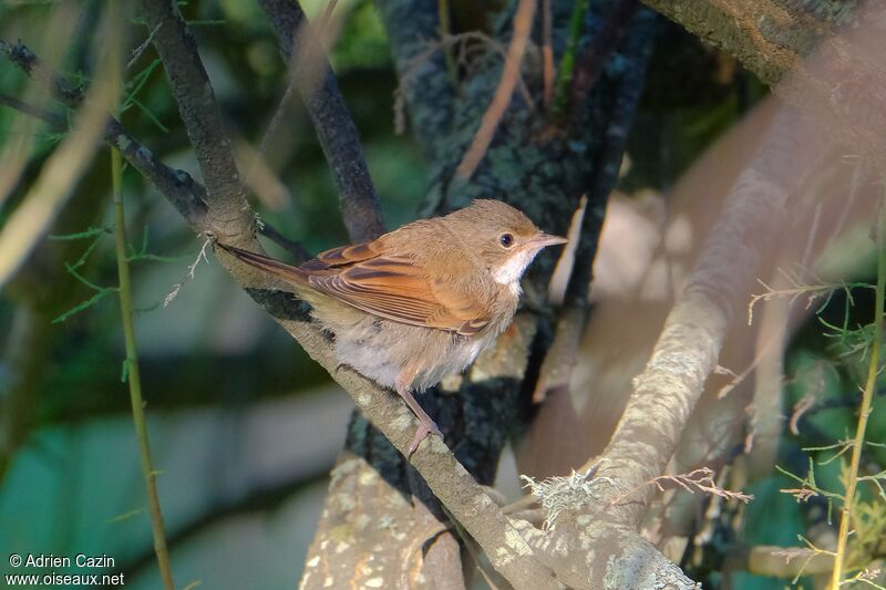 Common Whitethroat female adult