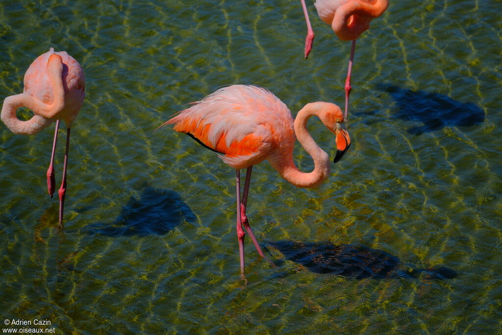Flamant des Caraïbesadulte