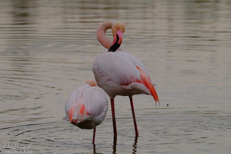 Greater Flamingoadult, care