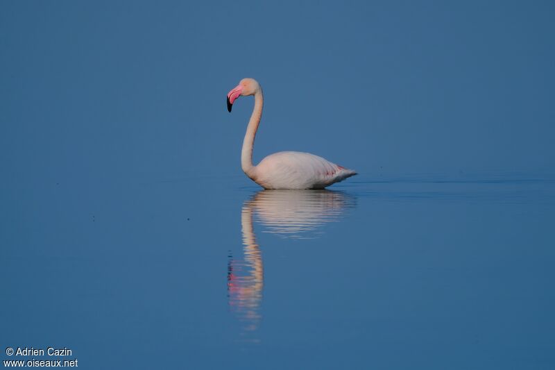 Flamant roseadulte