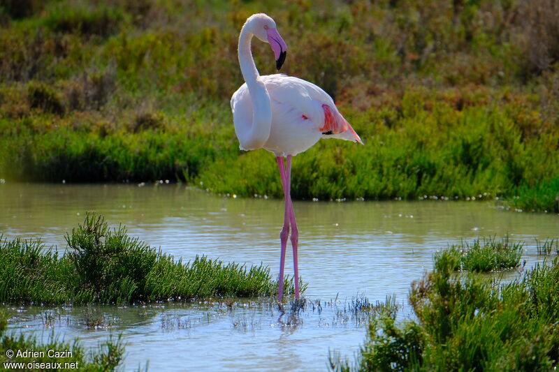 Flamant roseadulte, identification