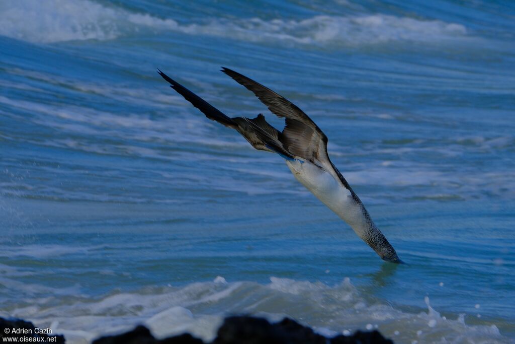 Fou à pieds bleusadulte, pêche/chasse