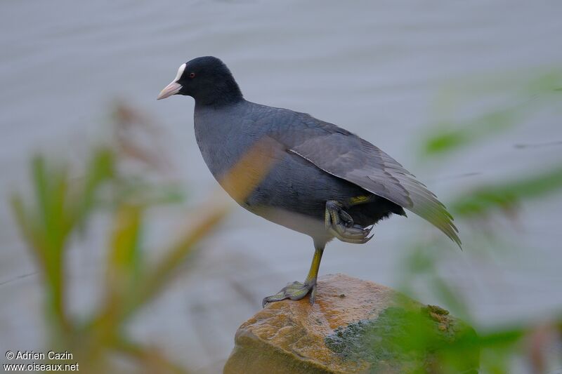 Foulque macrouleadulte, identification, Comportement