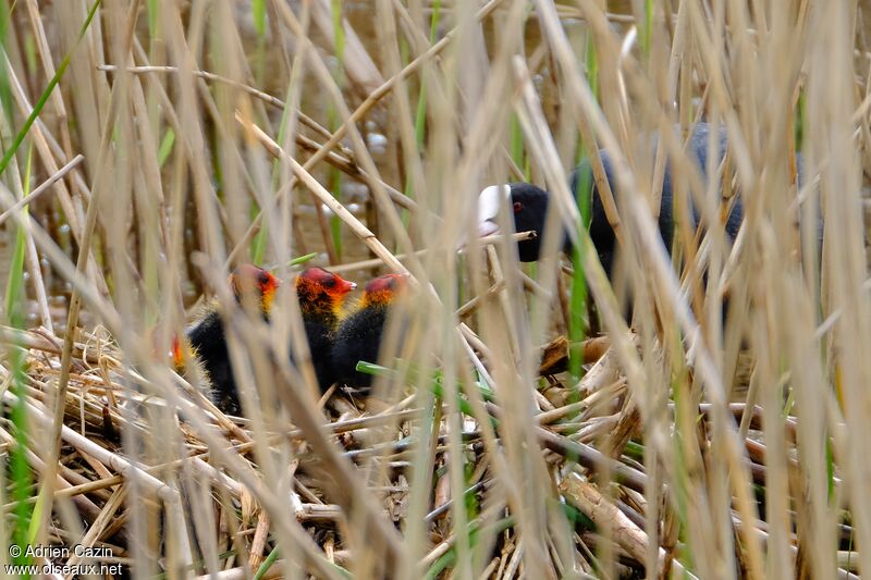 Eurasian CootPoussin, Reproduction-nesting